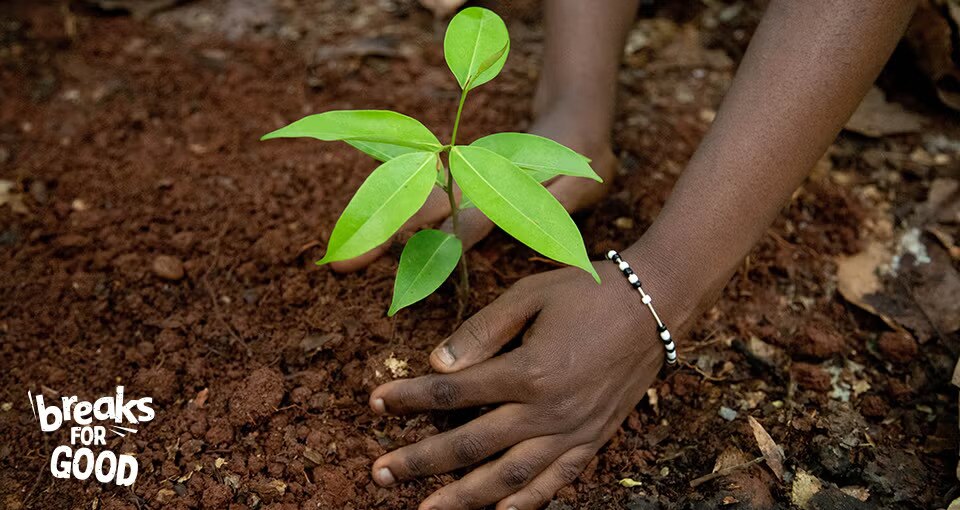 Pilares Mais Árvores.